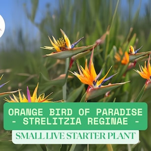 Orange Bird of Paradise Live Plant | Strelitzia reginae | Exotic Tropical Flower | 3–8” Tall Starter | Indoor Outdoor Ornamental