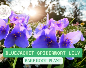 10 Bluejacket Spiderwort Bare Root Plants | Widow's Tears