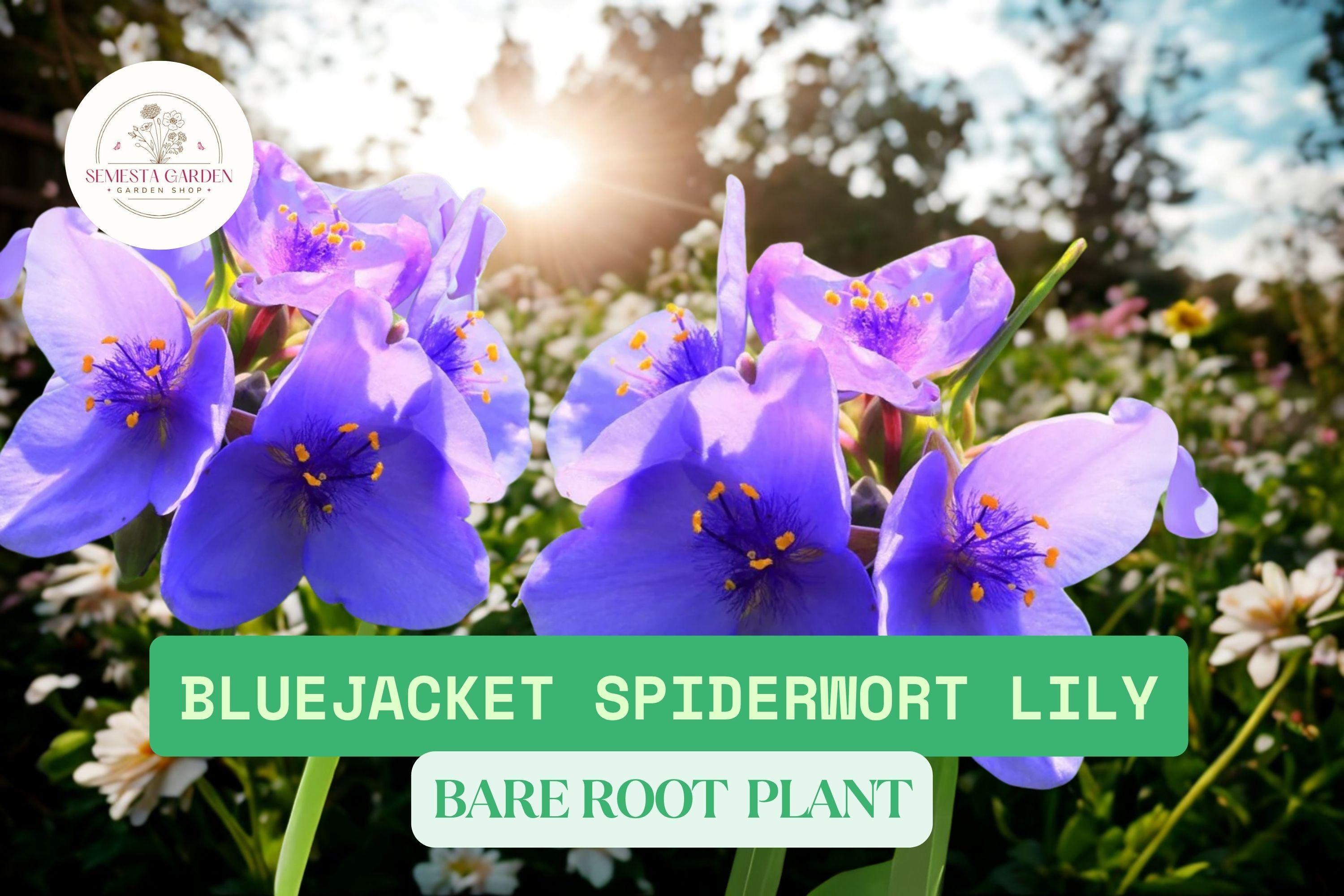 10 Bluejacket Spiderwort Bare Root Plants | Widow's Tears