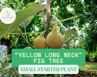 Cold Hardy Fig Tree Combo – Yellow Long Neck & Fignomenal (2 Live Starter Plants, 2–7") Sweet Edible Fruit Trees