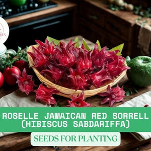 30 Roselle Seeds | Hibiscus sabdariffa | Gongura Sour Leaf Sorrel Seeds for Planting | Heirloom Non-GMO