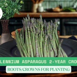 Millennium Asparagus 2-Year Crowns | Asparagus officinalis Live Bare Root Plants for Growing | Hardy Perennial Vegetable
