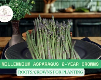Millennium Asparagus 2-Year Crowns | Asparagus officinalis Live Bare Root Plants for Growing | Hardy Perennial Vegetable
