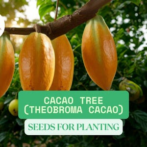 4 Cacao Tree Seeds – Theobroma cacao – Wet Cocoa Seeds for Planting – Exotic Rare Chocolate Tree for Tropical Gardens
