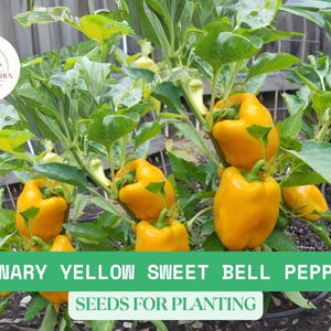 50 Canary Yellow Sweet Bell Pepper Seeds – Heirloom, NON-GMO – Bright, Crisp Peppers for Garden – High-Yield Easy to Grow Seeds