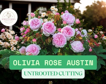 May include: A lush display of pink Olivia Rose Austin roses in full bloom, with a backdrop of greenery and other flowers. The image features the text "OLIVIA ROSE AUSTIN" and "UNTROODED CUTTING" in a green banner.