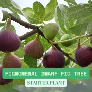 May include: A close-up of a fig tree with multiple ripe purple figs. The tree is labeled "Fignomenal Dwarf Fig Tree Starter Plant".