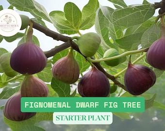 1 Fignomenal Dwarf Fig Small Live Starter Plant (Ficus carica) – Dwarf Fig Tree – Great for Patio or Container Garden