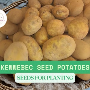 Kennebec Seed Potatoes for Planting – High-Yield White Potato – Easy to Grow, Great for Frying, Baking & Storage Gardens