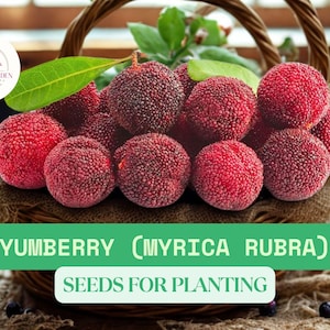 10 Yumberry Tree Seeds for Planting – Myrica Rubra Yangmei – Exotic Edible Fruit Tree – Rare Berry Plant – Grow Unique Red-Purple Fruit