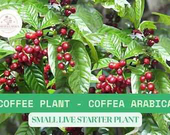 1 Coffee Plant – Live Coffea Arabica Starter 3–8 Inches Tall – Tropical Houseplant with Glossy Green Leaves (Ships Within US)
