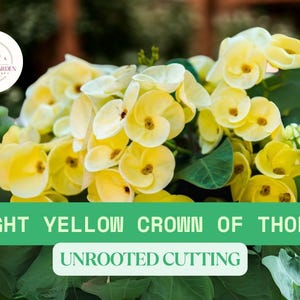 1 Light Yellow Crown of Thorns Cutting – Euphorbia milii Unrooted Cutting – Live Piece for Propagation – Unique Succulent Flower