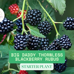 3 Big Daddy Thornless Blackberry Small Plants – Live Outdoor Garden Plugs – Sweet Edible Fruit – Summer Harvest– Live Rubus Starter