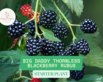 May include: Close-up of a blackberry bush with ripe, dark purple blackberries. The text "BIG DADDY THORNLESS BLACKBERRY RUBUS STARTER PLANT" is visible on a green background.