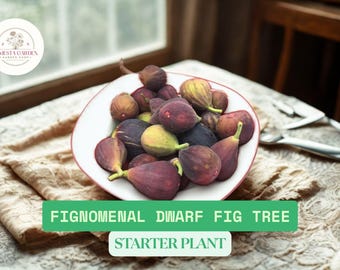 Cold Hardy Fig Tree Combo – Olympian and Fignomenal, 2 Live Starter Plants (2–7") – Sweet Fruit & Compact Growth