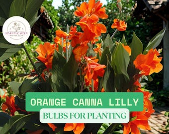 3 Orange Canna Lily Bulbs for Planting – Tropical Orange Flowers Bulbos – De Coyoles Anaranjados para Plantar
