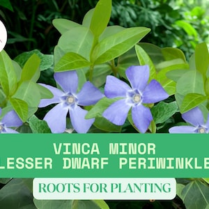 50 Vinca Minor Bare Root Plants – Dwarf Periwinkle Groundcover Roots Ready to Plant – Evergreen Perennial for Shade Gardens and Slopes