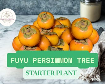 Live Fuyu Persimmon Tree | 1–2 Ft Sapling Seedling | Diospyros Kaki Fruit Tree | Easy to Grow