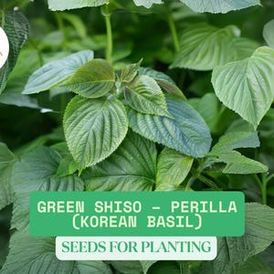 500mg Green Shiso Seeds – Perilla, Korean Basil – NON-GMO, Aromatic Culinary Herb, Easy to Grow, Edible & Ornamental