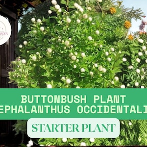 May include: A Buttonbush plant (Cephalanthus occidentalis) with green foliage and small white, ball-shaped flowers. The image includes the text "Buttonbush Plant (Cephalanthus occidentalis) Starter Plant". The plant is in a garden setting.