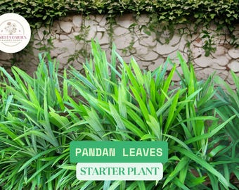 1 Live Pandan Leaves Starter Plant | Pandanus amaryllifolius | Approx. 5" Tall Plant | Tropical Herb for Growing Indoors or Garden