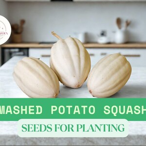 May include: Three pale yellow mashed potato squash on a white countertop. The squash have a ribbed texture and are arranged in a group. Text on a green banner reads "MASHED POTATO SQUASH SEEDS FOR PLANTING".