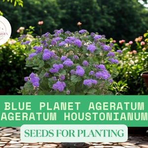 May include: A vibrant image of a Blue Planet Ageratum plant with clusters of purple flowers. The image includes the text "Blue Planet Ageratum (Ageratum Houstonianum) Seeds for Planting" in a green banner. The background features lush greenery.