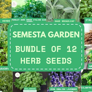 12 Herb Seed Variety Pack – Non-GMO Culinary Herbs for Planting – Basil, Dill, Thyme, Lavender & More – Garden Starter Kit