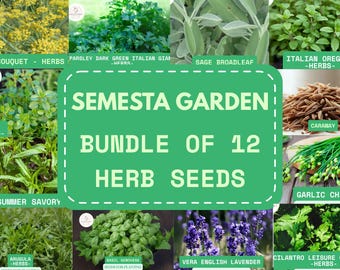 12 Herb Seed Variety Pack – Non-GMO Culinary Herbs for Planting – Basil, Dill, Thyme, Lavender & More – Garden Starter Kit