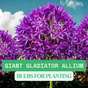 1 Giant Gladiator Allium Bulb for Planting – Fast-Growing Wild Ornamental Flowering Onion – Large Purple Spring Blooms