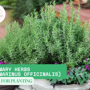 100mg Rosemary Seeds (Rosmarinus officinalis) | Fragrant Culinary Herb for Garden or Pots | Perennial | Aromatic & Hardy