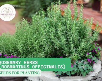 100mg Rosemary Seeds (Rosmarinus officinalis) | Fragrant Culinary Herb for Garden or Pots | Perennial | Aromatic & Hardy