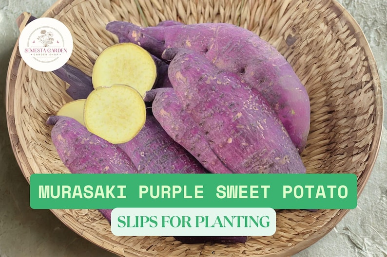 SemestaGarden Murasaki Sweet Potato Slips - Thumbnail 2