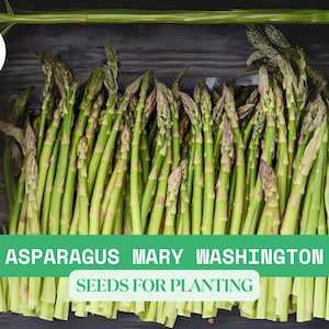 1g Asparagus Mary Washington Seeds – Heirloom Green Spears, Perennial Vegetable for Garden or Homestead