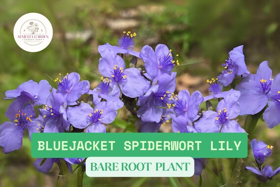 10 Bluejacket Spiderwort Bare Root Plants | Widow's Tears