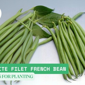 Petite Filet French Bean Seeds for Planting – 10 Dwarf Bush Beans, 5g Pack for Home Garden