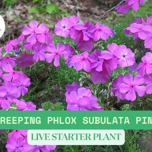 May include: A close-up of vibrant pink Creeping Phlox Subulata flowers in full bloom. The flowers have five petals and are surrounded by green foliage. The image includes the text "Creeping Phlox Subulata Pink" and "Live Starter Plant".