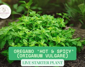 1 Live Oregano ‘Hot & Spicy’ Starter Plant in Pint Pot – Origanum vulgare Herb Plant – Hardy Culinary Perennial for Herb Garden