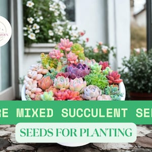 May include: A white ceramic planter overflowing with a variety of colorful succulent plants. The succulents display shades of pink, green, purple, and orange. Text on a green banner reads "RARE MIXED SUCCULENT SEEDS" and "SEEDS FOR PLANTING".