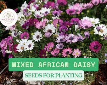 30 Purple & White African Daisy Seeds for Planting (Osteospermum) – Bright Mixed Color Garden Flowers