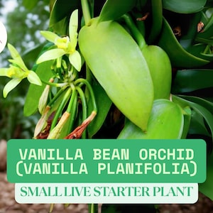 Vanilla Bean Orchid Plant – 1 Live Vanilla planifolia Starter Plant 3–8&quot; Tall – Grow Your Own Vanilla – Tropical Climbing Orchid Vine
