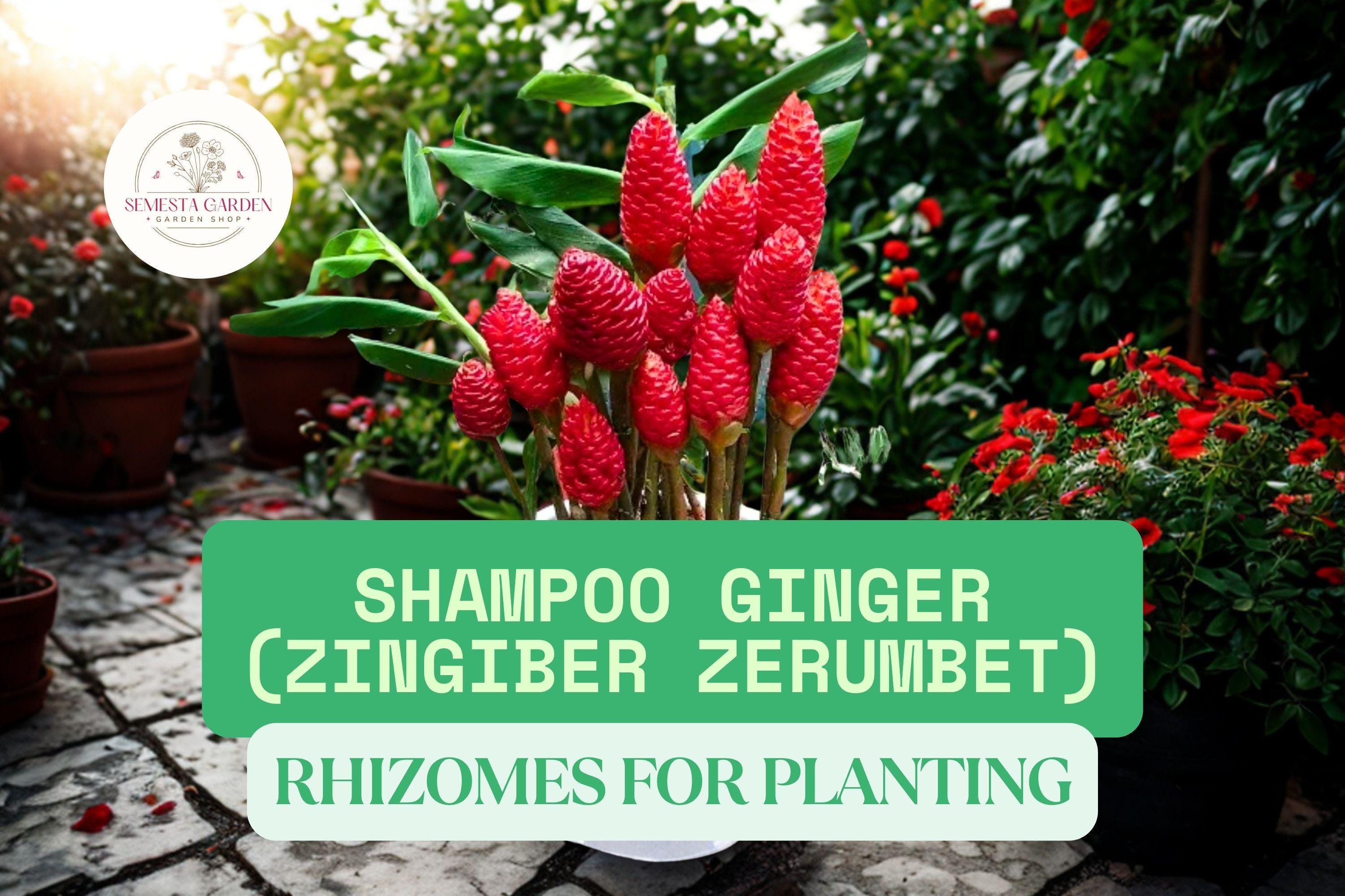 lotus plant Mini Dwarf Lotus Seeds for Planting  Heirloom, Non-GMO, Compact, Aqua   Pure Asia Seeds