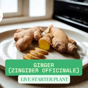 1 Live Ginger Root Plant | Culinary Herb Live Starter Plant | Zingiber officinale | Edible Tropical Root for Cooking