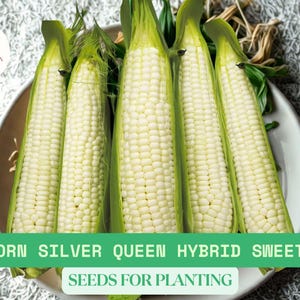 5g Silver Queen Hybrid Sweet Corn Seeds – Tender White Ears, High Yield, Heirloom Quality, NON-GMO, Garden Favorite