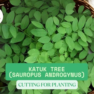 15 Katuk Leaves Unrooted Cuttings | Sauropus androgynus | Sweet Leaf | Rau Ngót | Tropical Spinach | Edible Leafy Perennial Plant