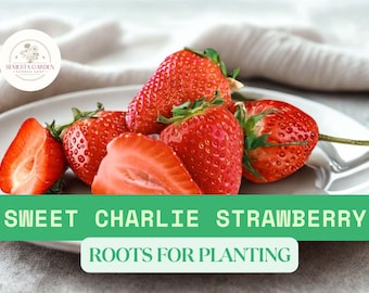 Sweet Charlie Strawberry Bare Roots – 5 Junebearing Fragaria × ananassa Live Plants for Home Gardens