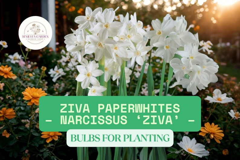 SemestaGarden Ziva Paperwhites Bulbs - Thumbnail 2