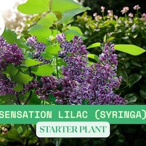 Sensation Lilac Syringa – Live Starter Plant – Ships Bare Root – Bi-Color Purple & White Flowers – Fragrant Spring Bloomer