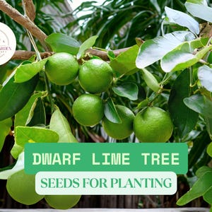 30 Dwarf Lime Tree Seeds – Citrus Seeds for Planting – Compact Fruit Tree, Easy to Grow Indoors or Outdoors, Patio Lime Plant
