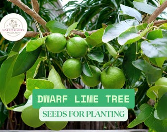 30 Dwarf Lime Tree Seeds – Citrus Seeds for Planting – Compact Fruit Tree, Easy to Grow Indoors or Outdoors, Patio Lime Plant